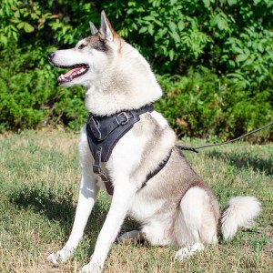 Кожаная черная шлейка для западносибирской лайки «Working Dog»